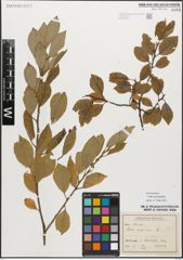 Foto von Salix myrsinifolia Salisb.